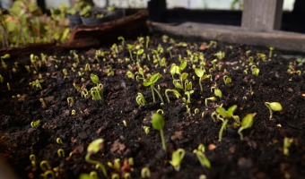 QUEDA SUSPENDIDA LA JORNADA DE VIVERO Y PRO-HUERTA